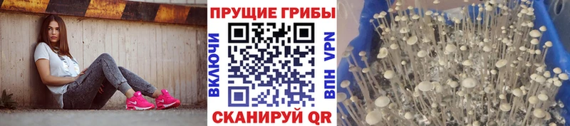 где найти наркотики  Волгоград  Галлюциногенные грибы Magic Shrooms 